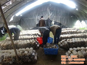 蔡甸食用菌,歲歲豐,食用菌廠